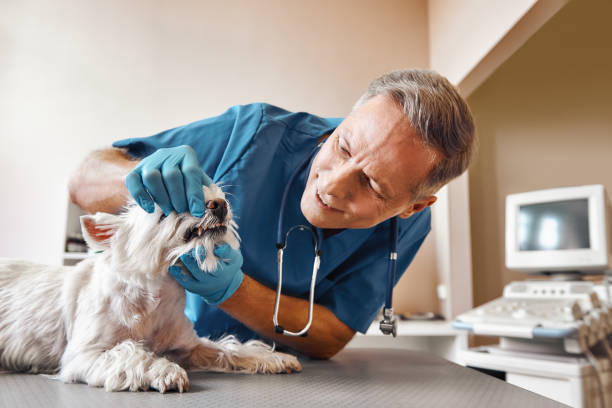 Best Emergency Care for Gum Disease in Loyola, CA